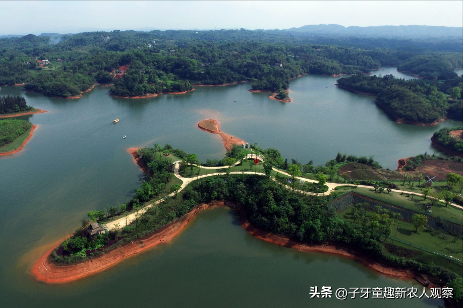 大雁养殖技术视频_视频致富养殖大雁是真的吗_致富经大雁养殖视频