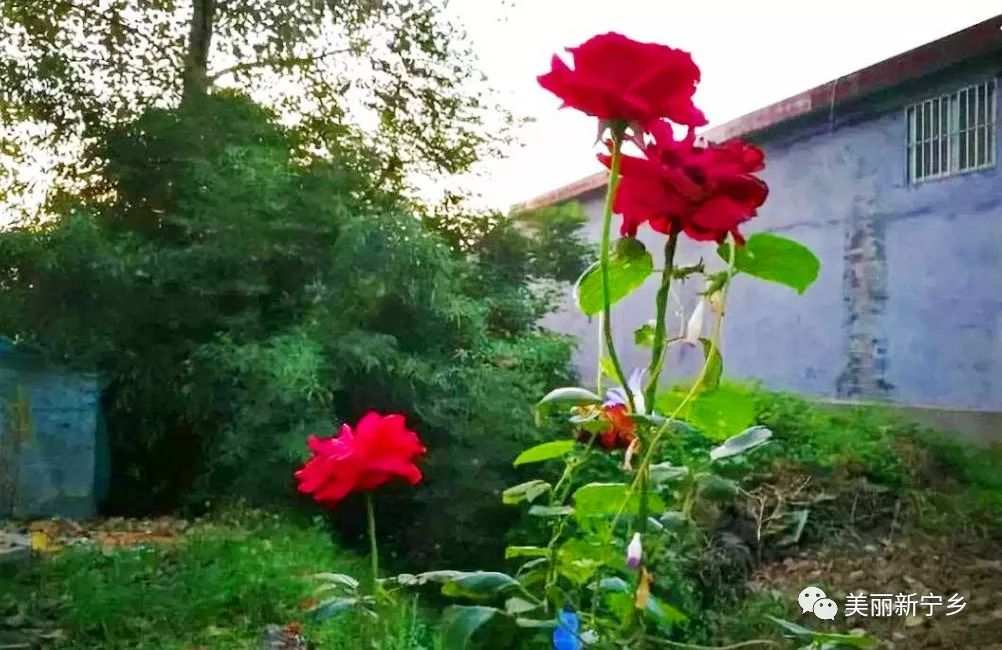 野西瓜种植技术_野西瓜苗子_野西瓜种植前景