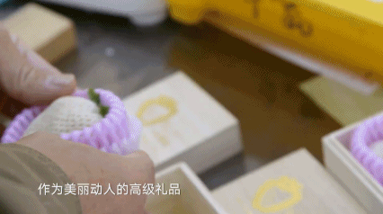 野西瓜苗是什么样子的_野西瓜种植前景_野西瓜种植技术