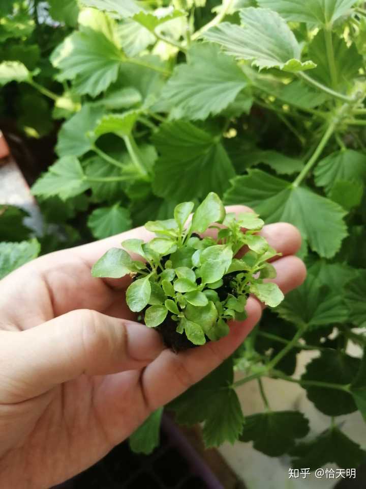种草致富经_致富草种植方法_致富种植什么比较赚大钱