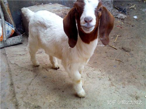 致富经养鸽子创业视频_鸽子饲养致富经_养鸽致富经