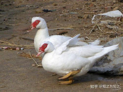 致富经养鸽子创业视频_鸽子饲养致富经_养鸽致富经