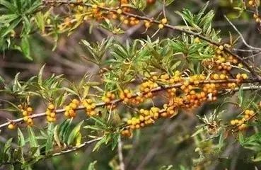 野西瓜种植技术_野西瓜苗子_野西瓜种植前景