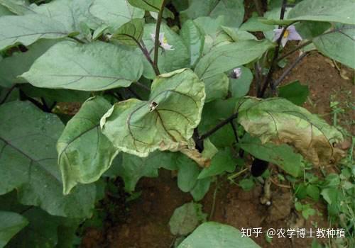 茄子大棚种植技术视频_茄子大棚栽培技术_茄子大棚种植技术