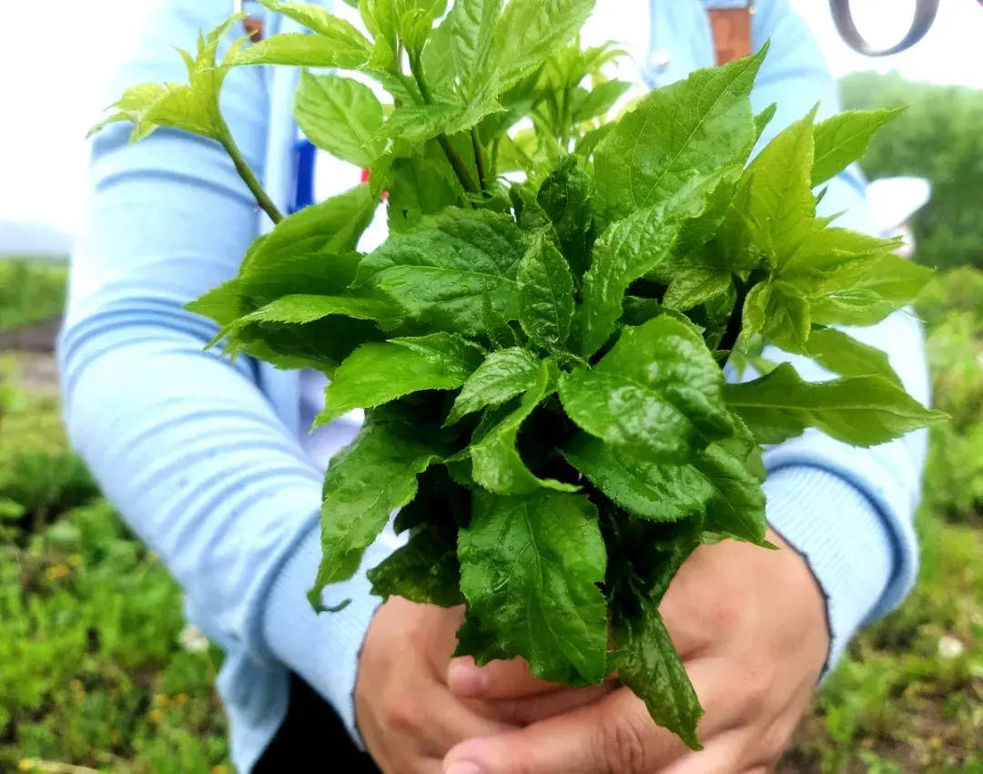 雷竹笋种植致富案例_种植簕菜致富_农村种植致富好项目