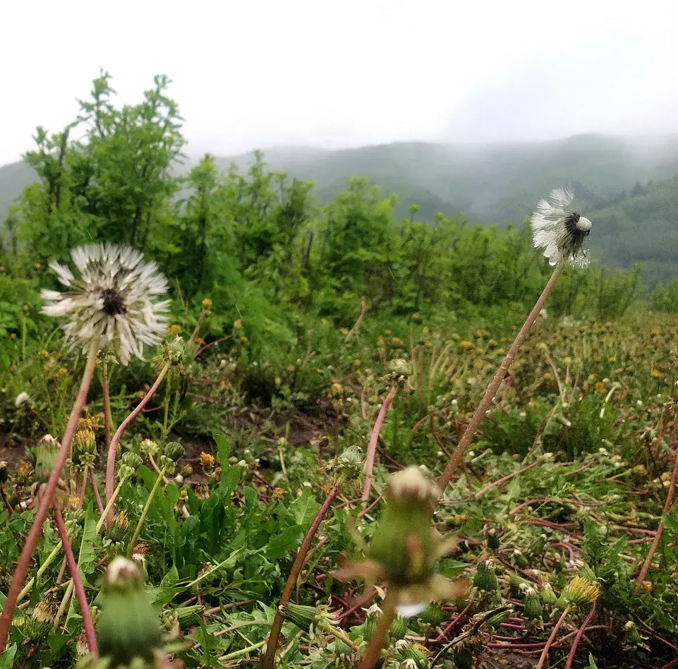 农村种植致富好项目_雷竹笋种植致富案例_种植簕菜致富