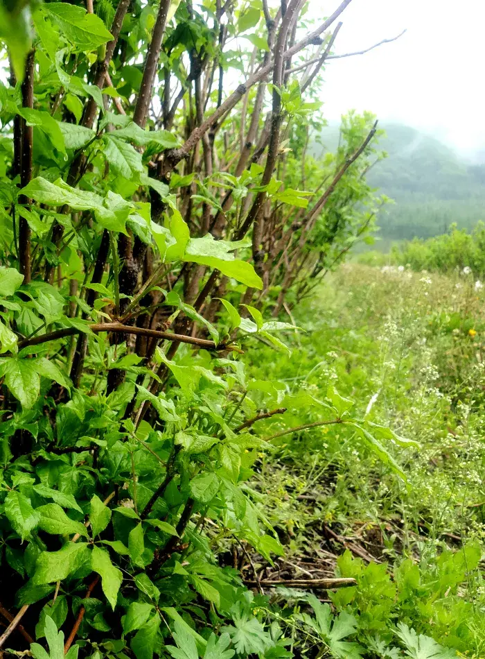 农村种植致富好项目_种植簕菜致富_雷竹笋种植致富案例