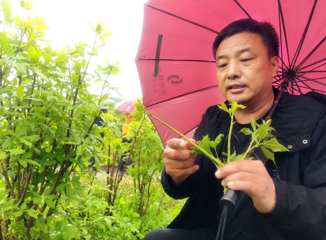 种植簕菜致富_雷竹笋种植致富案例_农村种植致富好项目