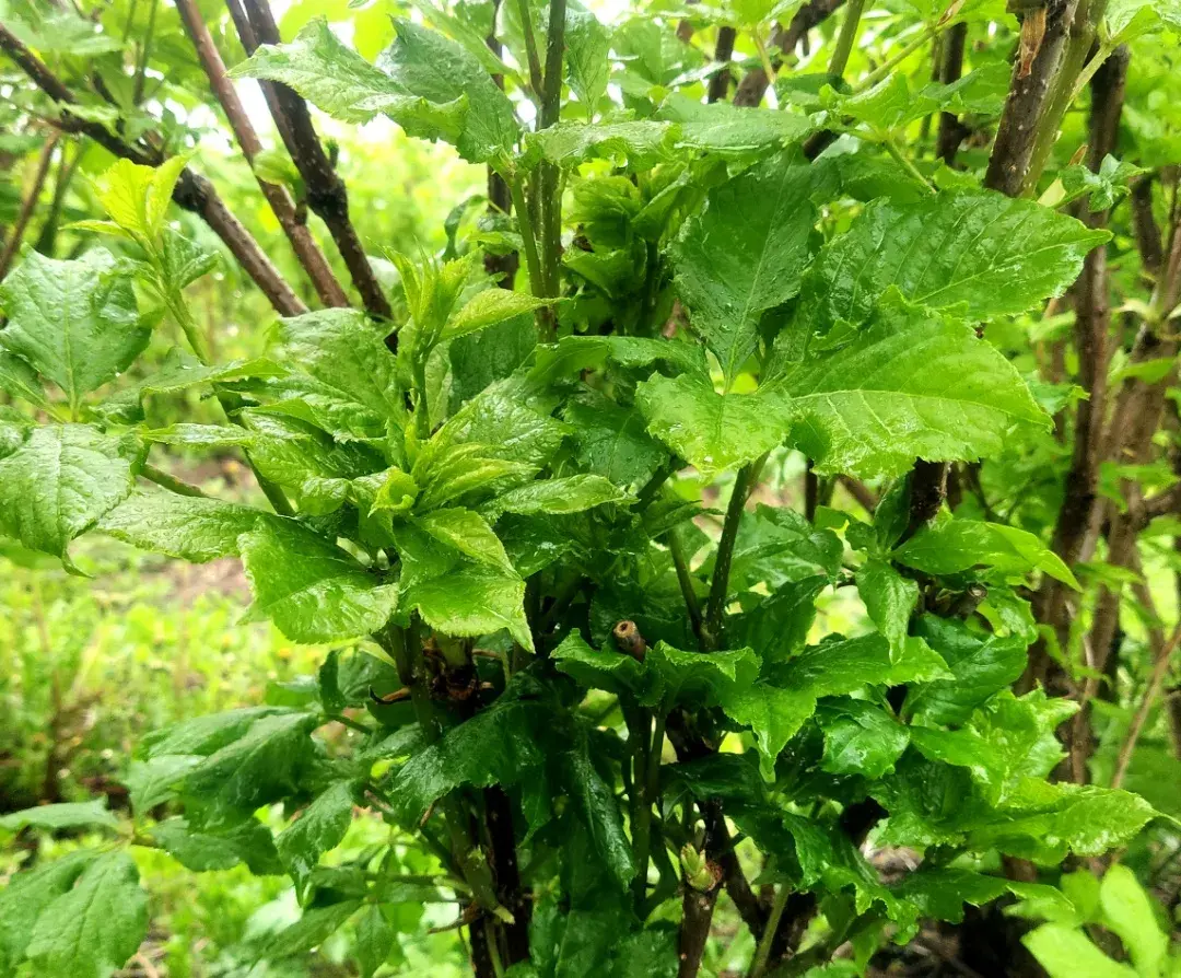 种植簕菜致富_雷竹笋种植致富案例_农村种植致富好项目