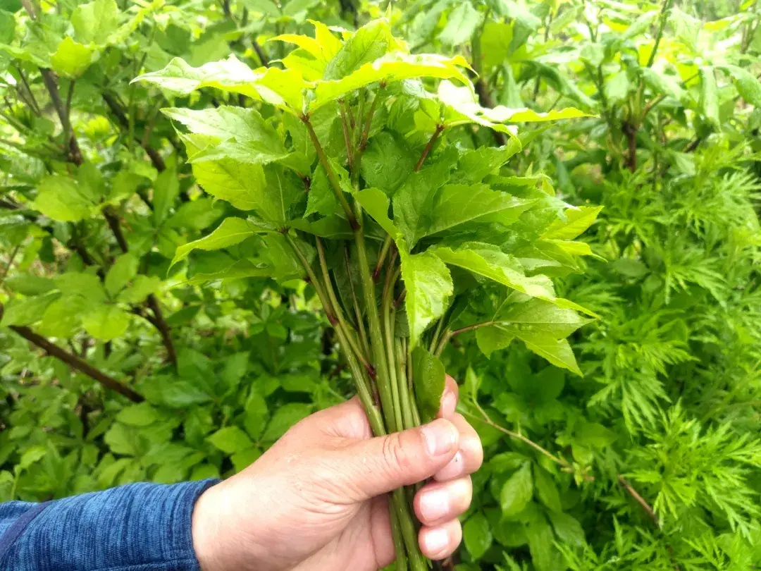 雷竹笋种植致富案例_农村种植致富好项目_种植簕菜致富