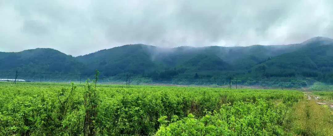 种植簕菜致富_雷竹笋种植致富案例_农村种植致富好项目