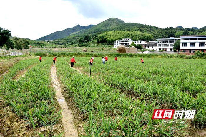 黄姜种植赚钱吗_种植黄姜技术_种植黄姜致富方案