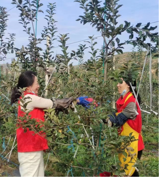 致富宝鸡种植基地地址_宝鸡种植致富_宝鸡农业种植