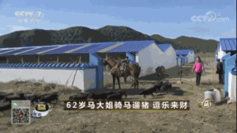 致富饲养鸽子小说_致富饲养鸽子图片_鸽子饲养致富经