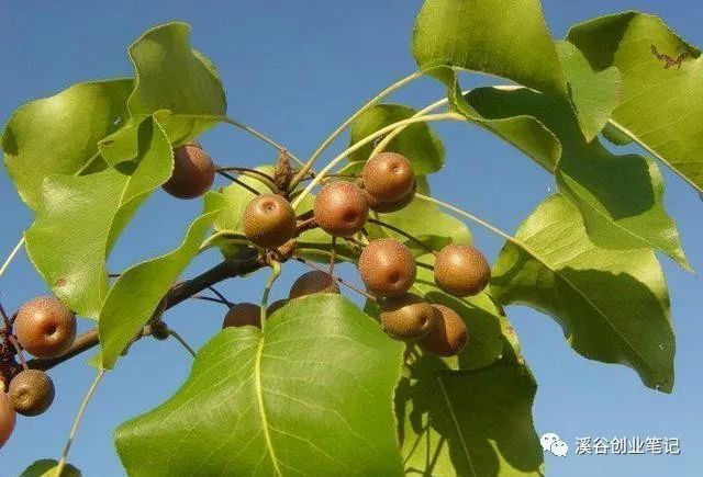 花生种植效益怎么样_农村种植花生致富_花生种植前景
