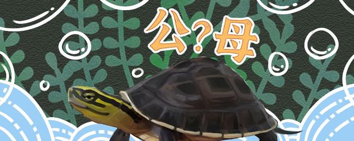 龟功夫养殖：乌龟作为特种养殖业发展前景与养殖技巧