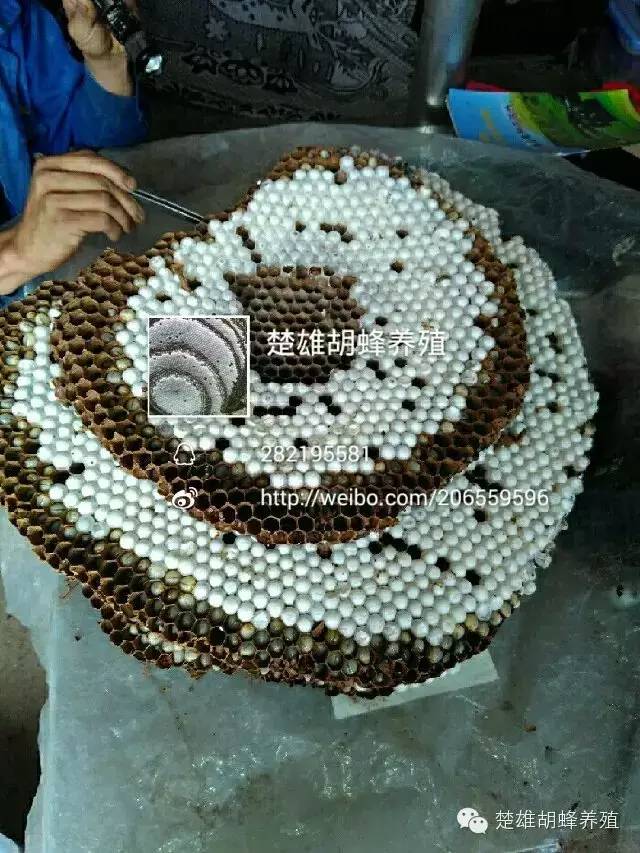 马蜂人工养殖技术_养殖人工马蜂技术视频_人工养马蜂技术视频