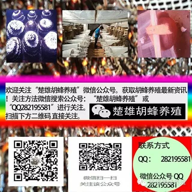 人工养马蜂技术视频_马蜂人工养殖技术_养殖人工马蜂技术视频