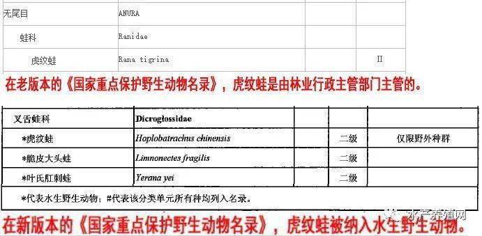 养殖虎纹蛙需要办什么证件_虎纹蛙养殖技术培训_虎纹蛙人工养殖