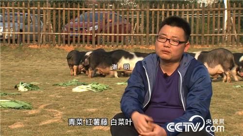 致富经：他花样养花猪好赚钱