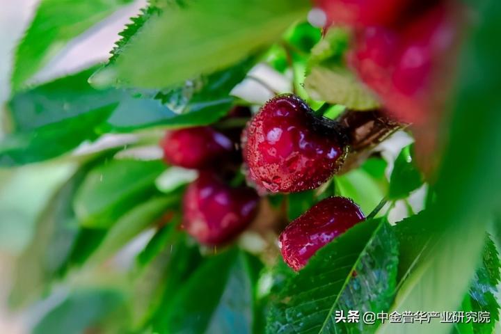 山东钙果种植致富经_山东钙果协会的电话_山东钙果种植基地