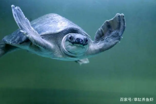 乌龟养殖技术公司怎么样_乌龟养殖厂家_乌龟养殖技术公司