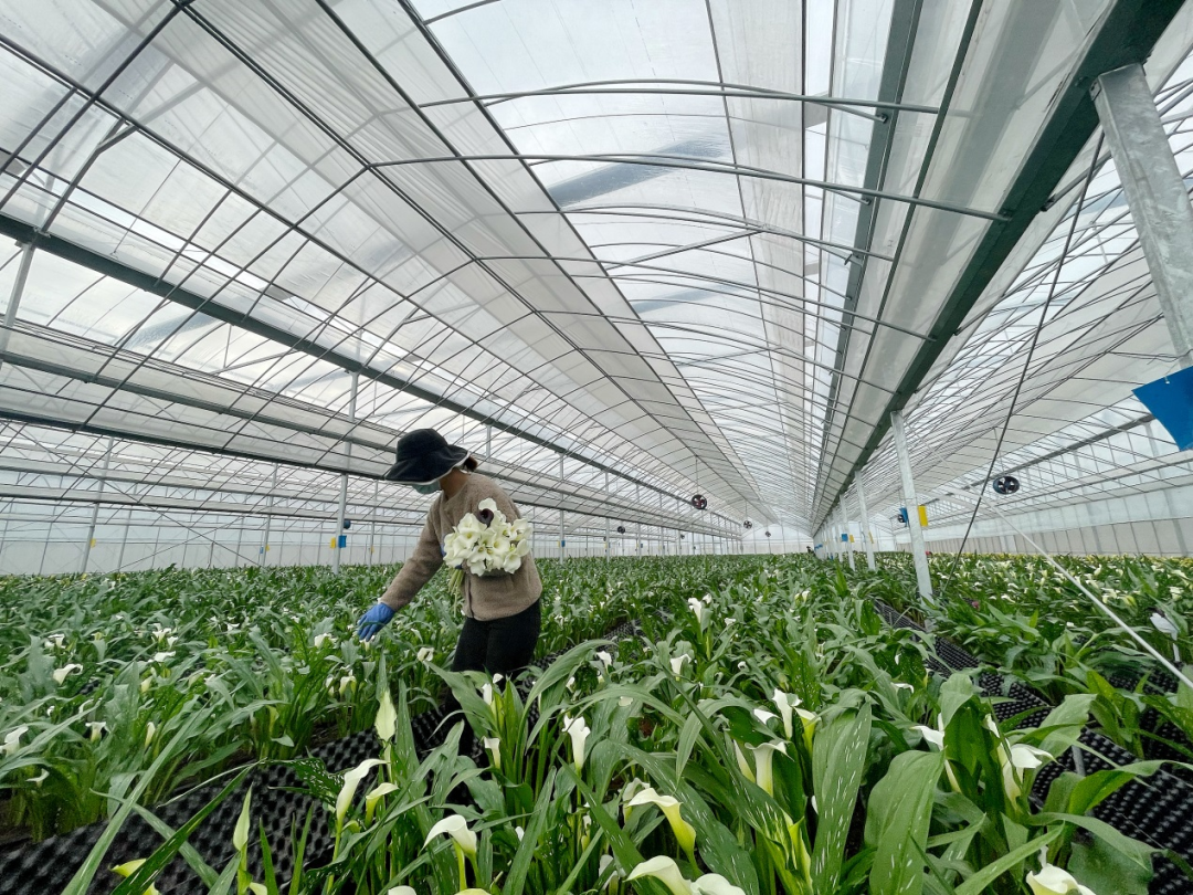 花卉致富苗种植方法_致富种植花卉苗_花卉种植收益