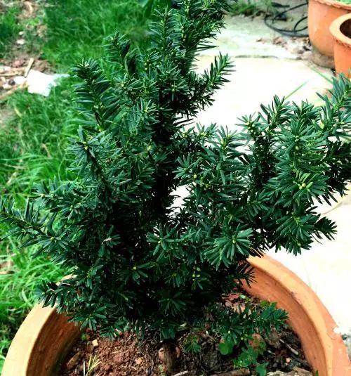 红豆杉养殖注意事项_红豆杉养殖技术_养殖红豆杉技术与管理
