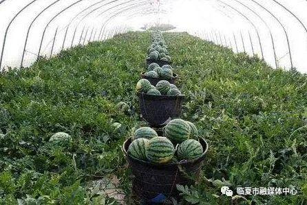 农事网致富经_致富农经_农冂致富记
