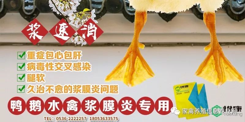 养白狮头鹅都要注意什么_狮头鹅养殖视频播放_白狮头鹅养殖技术视频