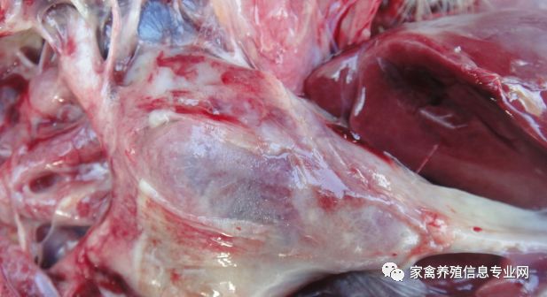 养白狮头鹅都要注意什么_白狮头鹅养殖技术视频_狮头鹅养殖视频播放