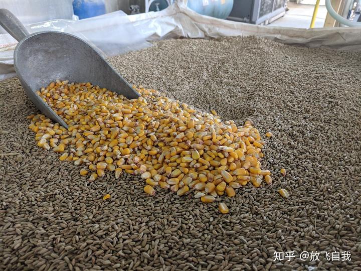 种茶致富_茶叶养殖致富经_茶叶养猪致富经