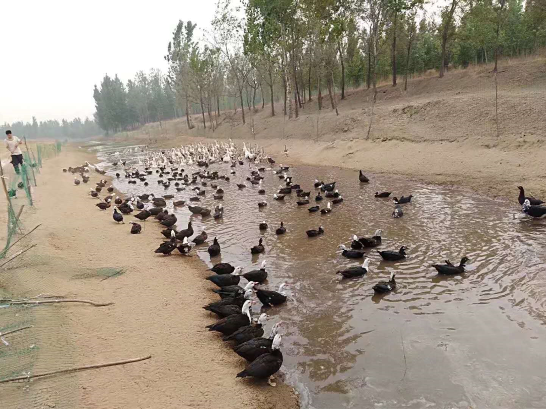 非洲雁养殖利润怎么样_非洲雁养殖技术视频_关于非洲雁养殖技术