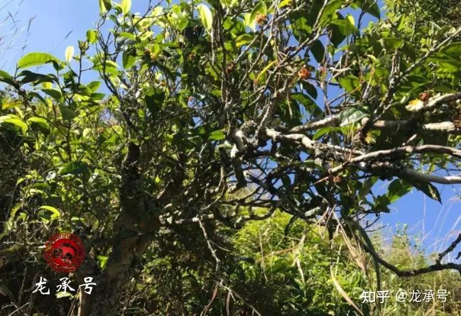 种茶致富_茶叶养猪致富经_茶叶养殖致富经