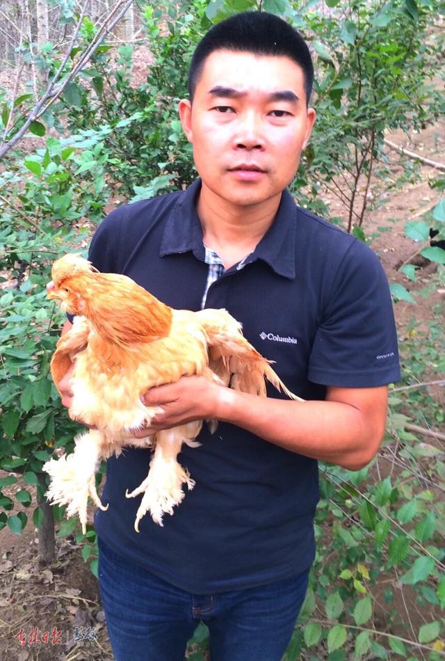 吃虫草，喝泉水……“生态鸡”就是这么养出来的