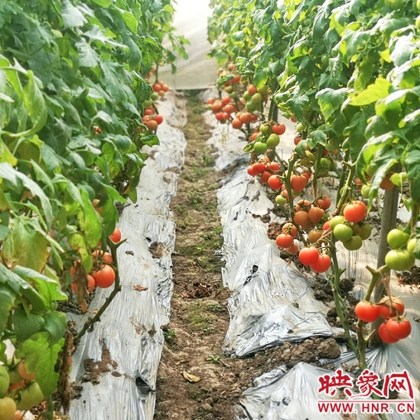 农村致富新项目种植业_息县农村种植致富_农村致富项目种植业