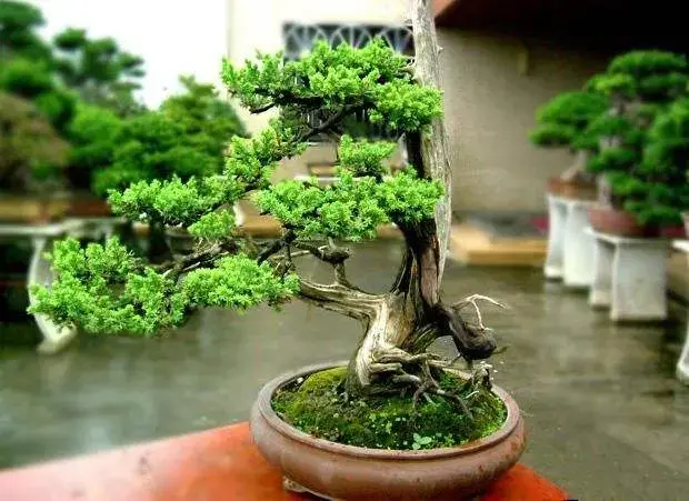 种植鲜花来致富_致富鲜花种植来自哪里_致富鲜花种植来源于哪里