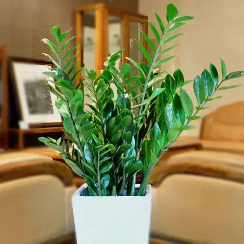 致富鲜花种植来源于哪里_种植鲜花来致富_致富鲜花种植来自哪里