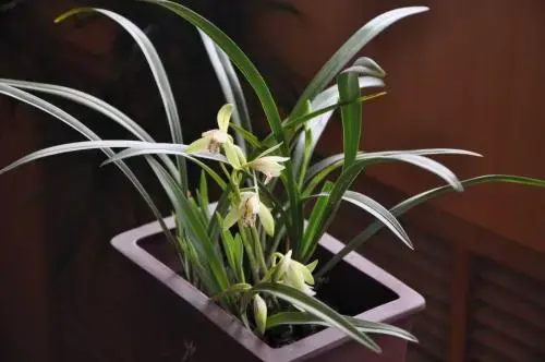 种植鲜花来致富_致富鲜花种植来自哪里_致富鲜花种植来源于哪里