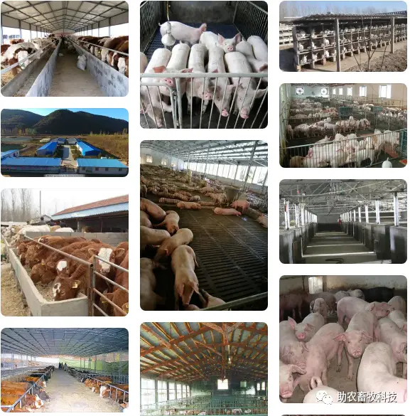 养殖场臭气味大，运用生物除臭剂解决养殖恶臭问题成本低，效果快速直观