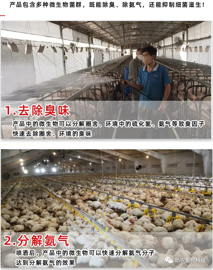 养殖业生物除臭技术_养殖场生物除臭_养殖厂除臭