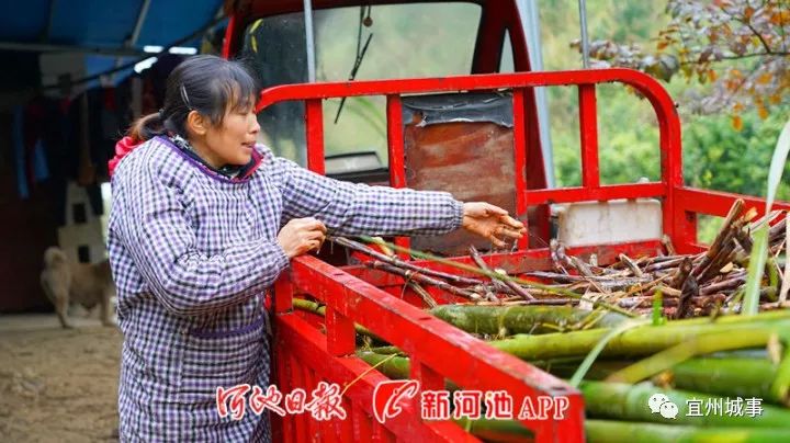 农民致富种植项目_农村致富种植项目_宜州农村致富种植