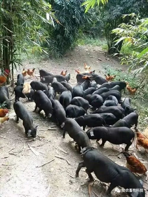 农村致富项目种植业_宜州农村致富种植_农村致富新项目种植