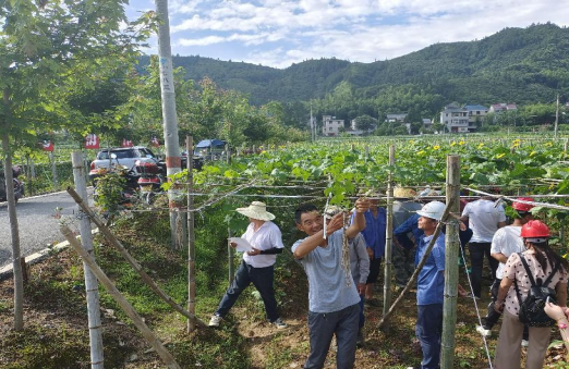 海州常山种植方法_常山农庄_常山种植致富项目