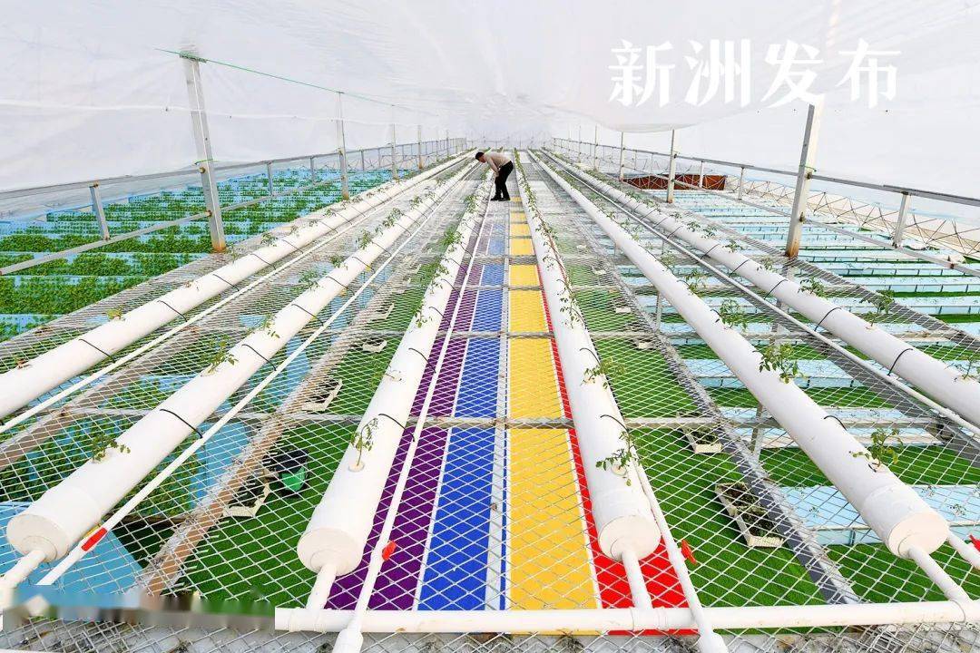 武汉首家！新洲种植搭上“数字快车”