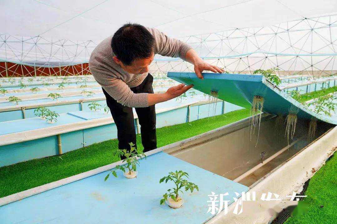 致富经种植蔬菜视频_致富经之生菜视频_致富经生菜王子的财富传奇
