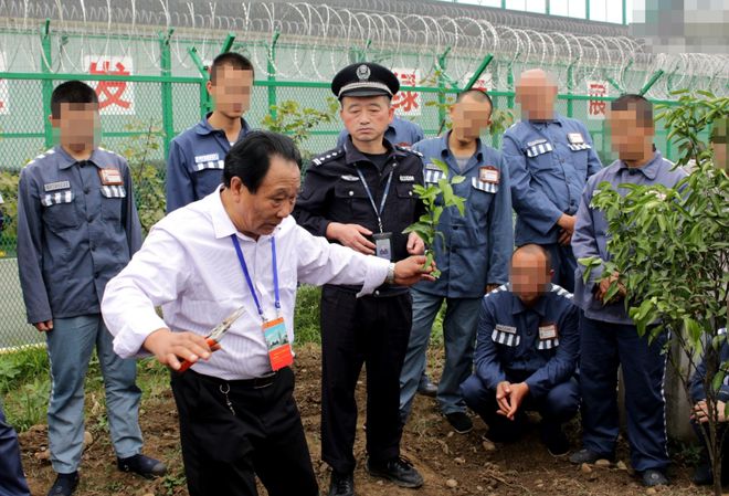 柑橘种植技术讲座_柑橘种植致富培训_柑橘种植项目简介