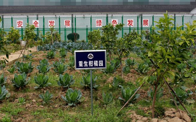 柑橘种植致富培训_柑橘种植技术讲座_柑橘种植项目简介