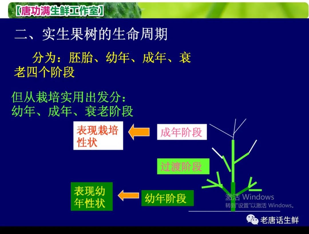 种桃致富_关于桃树的视频_有关桃树的致富经视频