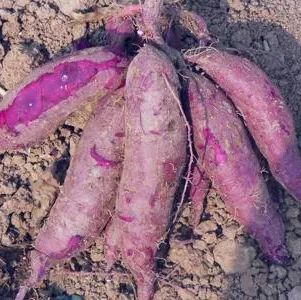 紫薯种植效益_紫薯种植致富经_种植紫薯赚钱吗